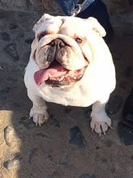 Our goal here at the deluxe bulldogs is to find the perfect home for each of our beautiful english bulldog babies combined with confident, intelligent, outgoing personalities as a result of. Chula Vista Ca English Bulldog Meet Napoleon A Pet For Adoption