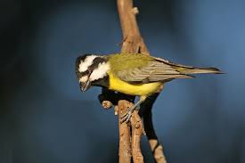 In Pictures Birdlife Australia S 2018 Calendar Australian Geographic Australian Birds Pictures Wildlife