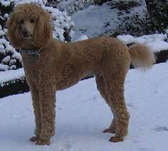 Check spelling or type a new query. Is The Standard Poodle The Best Dog For You Pethelpful