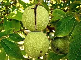Black walnut tree homestead gardens edible plants fruit plants fruit garden wild edibles growing tree growing vegetables fruit trees. Royalty Free Walnut Trees Photos Free Download Pxfuel