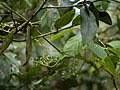 Image result for Cissus cucumerifolia