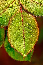 Rose Leaves Rose Leaves You Are In The Right Place About Decor Inspiration Here We Offer You The Most Beautiful Carpetasdecor In 2020 Leaves Dew Drops Rose Leaves