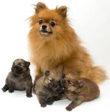 Pomeranian Chihuahua Mix Black And Brown Pin On Poms Only