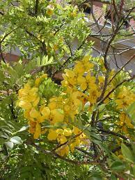 Stunning photographs of each species, brief details on the plant, its uses and how to grow it from seed. Find Trees Learn University Of Arizona Campus Arboretum