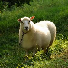 Fluffy The Sheep Sheep Suffolk Sheep Sheep And Lamb