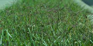 Bermuda grass control undesirable bermudagrass can become a major nuisance in fescue lawns. How Do I Get Tall Fescue Out Of My Bermudagrass Nc State Extension