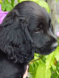 Black And Brown Cocker Spaniel Puppies For Sale Cocker Spaniel Pups Stunning Working Cocker Spaniel Puppies Bromsgrove Worcestershire Black Cocker Spaniel Puppies Cocker Spaniel Puppies Spaniel Puppies