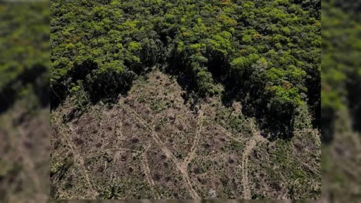 Amazon Deforestation Surprising World: আমাজনের জঙ্গল কেটে সাফ! ছবি দেখে  চমকে উঠেছে বিশ্ব - deforestation in amazon hits record for first half of  2022 ssr - Aaj Tak Bangla