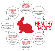 Feeding Healthy Rabbits | Purina Animal Nutrition