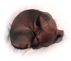 Your vet can teach you how to prepare and give the milk replacer safely. How To Keep Puppies Warm The Free Guide