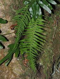 Image result for Polypodiaceae