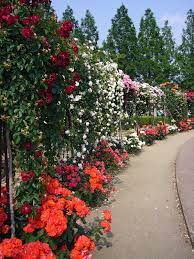 Rosaceae, the rose family, includes 150 species and thousands of cultivars. Rose Garden Wikipedia