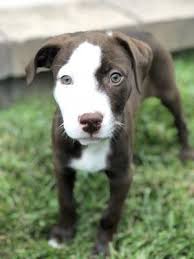 See more of adopt a homeless animal rescue / maryland friends of animals on facebook. Rockville Md Labrador Retriever Meet Austin A Dog For Adoption Kitten Adoption Pets Dog Adoption