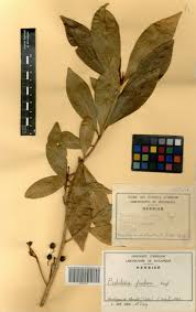 Image result for Peddiea fischeri