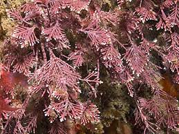 Image result for Microcoelia corallina