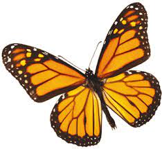 It offers accurate and useful information about many. Http Www Sistersoregonguide Com Sisters Images Monarch Butterfly Gif Butterfly Drawings With Color Butterfly Drawing Beautiful Butterflies