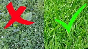 An allen ecken und enden sprießt es nur so aus dem der beste trick ist, dem unkraut erst gar nicht die chance zu geben sich im garten anzusiedeln. Unkraut Im Rasen Erfolgreich Ohne Chemie Entfernen Rasen Unkraut Vermeiden Tipps Kein Unkraut Youtube
