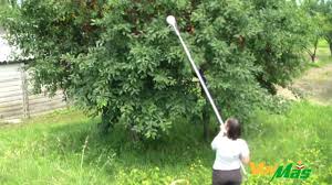 For beginner and intermediate level growers. Valmas Fruit Picker English Youtube