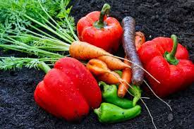 .so i bought some of the last pepper, zucchini and tomato plants i found at the local nursery. 32 Companion Plants To Grow With Your Peppers