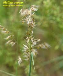 Image result for Melinis longiseta