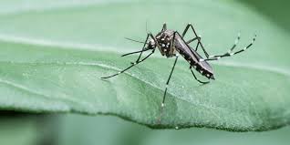 Your yard will continue to be safe for kids and pets to spray following a mosquito treatment. What You Need To Know Before Spraying For Mosquitoes The National Wildlife Federation Blog The National Wildlife Federation Blog