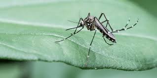 Works effectively against 30 different pests; What You Need To Know Before Spraying For Mosquitoes The National Wildlife Federation Blog The National Wildlife Federation Blog