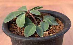 Image result for Monadenium pudibundum