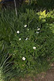 Image result for Ranunculus oreophytus