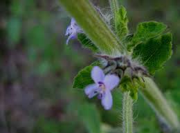 Image result for Mesosphaerum