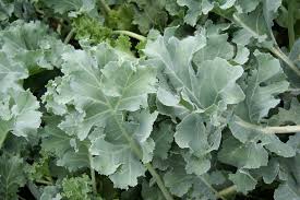 Image result for Crambe
