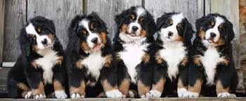 The unregulated breeders who are selling outside of. News Tollhaus Bernese Mountain Dogs Georgia