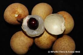 Longan pulp has abundant nutritional phytochemicals such as protein, carbohydrate, vitamin c, polysaccharides, polyphenols, which shows multiple biological. Dimocarpus Longan Lour