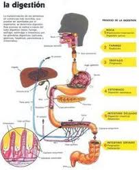 Touch Esta Imagen Proceso De Digestion De Los Alimentos By Ayda Rivera Acha Medicine Student Medical Studies Medical School Studying