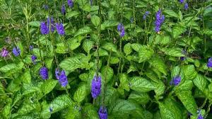 Image result for Stachytarpheta cayennensis