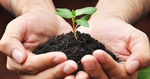 The company delivered growth in. Types Of Organic Fertiliser Blog Charlie Carp Liquid Fish Fertiliser