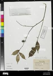 Image result for Chrysophyllum welwitschii