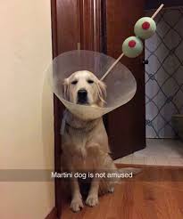 54 Funny Fresh And Fantastic Animal Memes To Get You Going Justviral Net Animals Dog Halloween Costumes Dog Coats