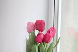 We did not find results for: Pink Tulips Near The Window Natural Light Stock Image Image Of Bunch Bouquet 169219381