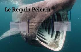 Le requin pèlerin (cetorhinus maximus) est le second plus gros poisson connu, après le requin requin — requin, raquin m. Le Requin Pelerin By Mage Drak