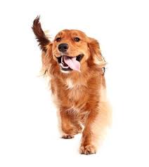 12 Cute Puppy Videos That Will Brighten Your Day