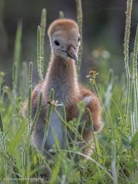 Bird H On Twitter Beautiful Birds Bird Cute Baby Animals