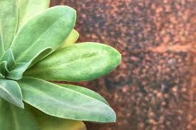 Image result for Kleinia sp.no.1