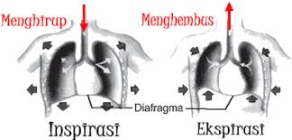 Kemudian mekanisme proses pernafasan perut yang terjadi pada proses ekspirasi dan inspirasi berupa gerakan membesar dan mengecilnya perut sehingga akan tercipta aktifitas penjelasan mengenai perbedaan pernafasan dada dan perut pada manusia selanjutnya adalah proses inspirasi. Mekanisme Pernapasan Dada Dan Perut Fase Inspirasi Dan Ekspirasi Materiku