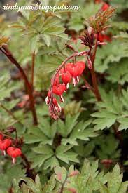 Little Prince Of Oregon Nursery Tour Bleeding Heart Nursery Prince Nursery