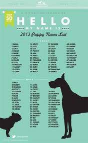 31 Best Medium Sized Dogs And Dog Names Ideas Dogs Cute Dogs Dog Breeds