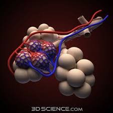 Alveoli 3d Models Human Respiratory System Human Anatomy Medical Anatomy