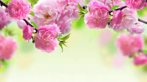 Hd to 4k quality, all ready for download! Flower Pc Wallpapers Top Free Flower Pc Backgrounds Wallpaperaccess