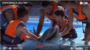 Zoomarine, emozione delfini (in vasca con i delfini) zoomarine offre un programma chiamato emozione delfini, un giorno da addestratore. Facebook