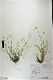 Image result for Abildgaardia ovata