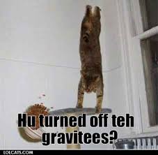 Image result for lolcats